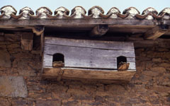 Salas, Linards